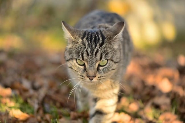 Mon chat me manque ...
