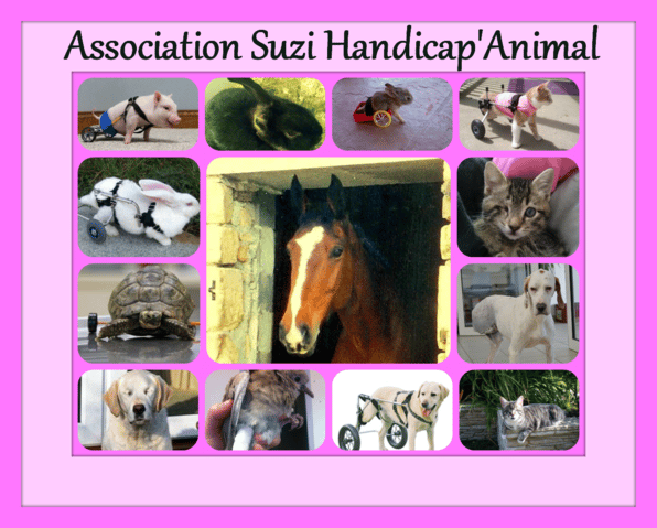 Association suzi handicap animal