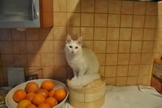 Mon chat est un voleur !