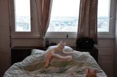 Vos chats en plein vol :)