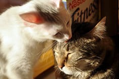 La toilette chez le chat : un moment sacré !!