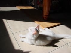 Marshmallow et sa "tache" :)