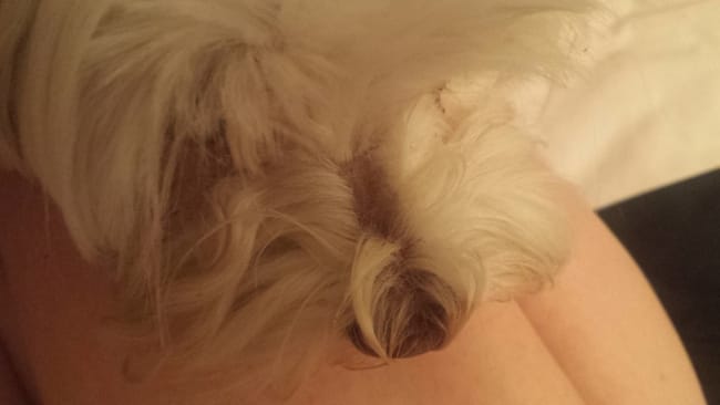 Urgence mon chien a une tache bizarre sur le museau