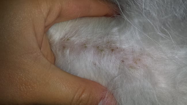 urgent! mon chien a des petites croutes sur tout le corps