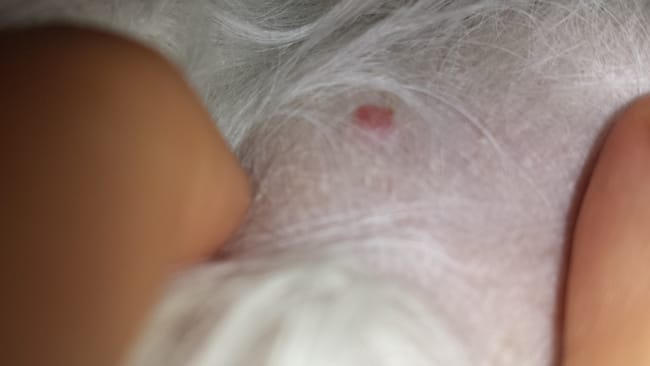 Bouton rouge sur mon petit chien
