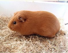 question sur le cochon d'inde
