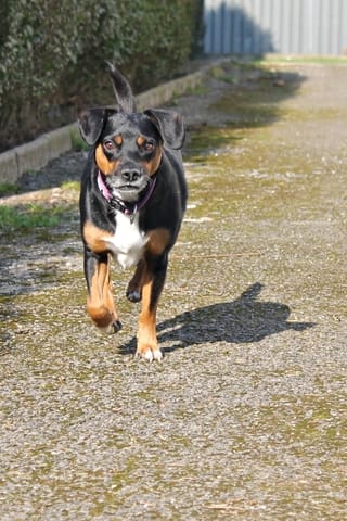 De quelles races est issu mon chien ?