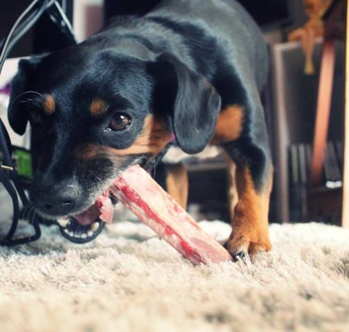 Os de boeuf ? Lesquels ?