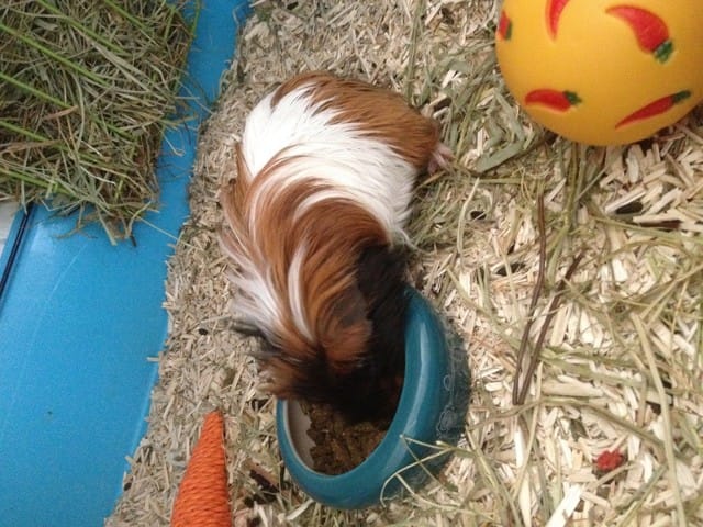 Race de mon chon ?