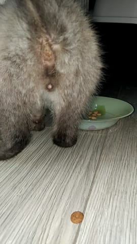 Chaton mâle ou femelle ?