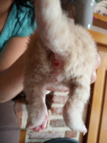 SEXE CHATONS - mâle ou femelle?