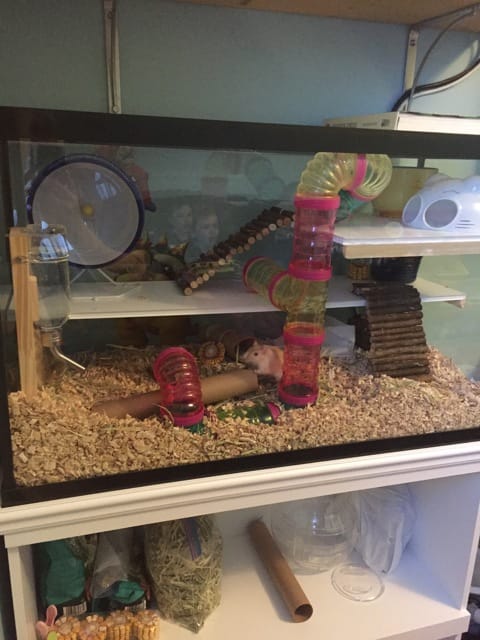 Nouveau setup pour nos gerbilles