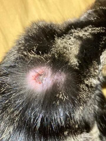 Boule suite à une vaccination