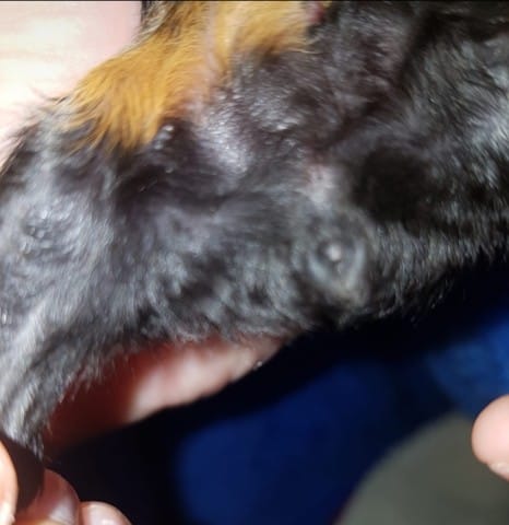 bébés cobaye mâles ou des femelles ?