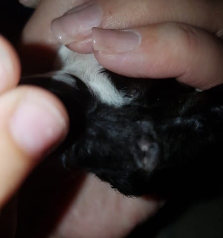 Bébé Cobay mâle ou femelle ?