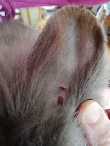 Il y a deux trous dans l'oreille de mon lapin!