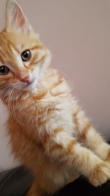 Recherche pour identifier la race de mon chaton