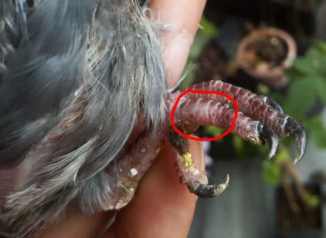 Pigeon "paralysé" de la patte ?