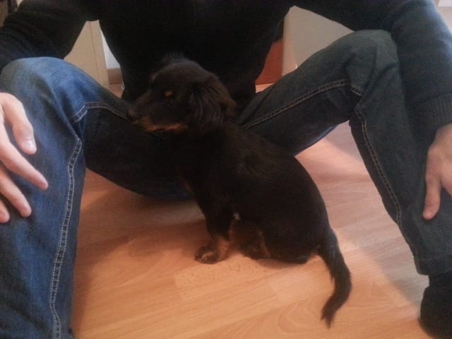 De quelle race est mon chien ?