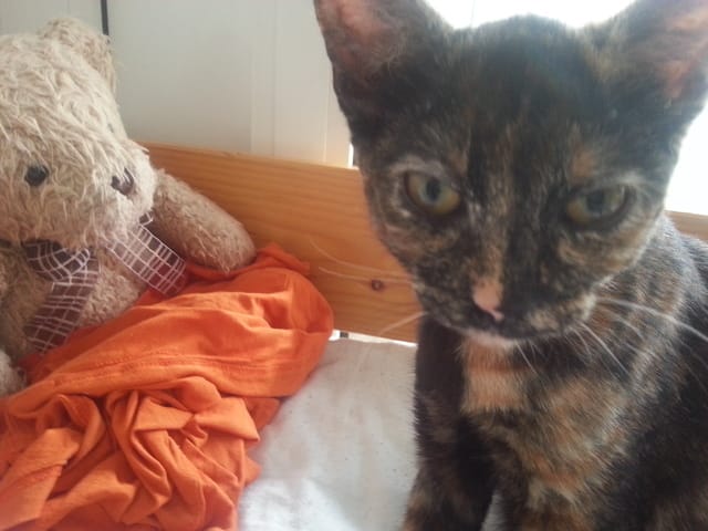 La race de mon chat
