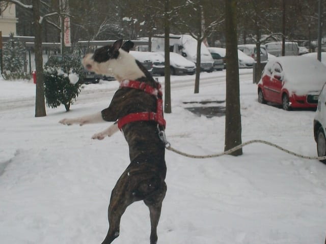 les chiens dans la neige aime où pas ?!