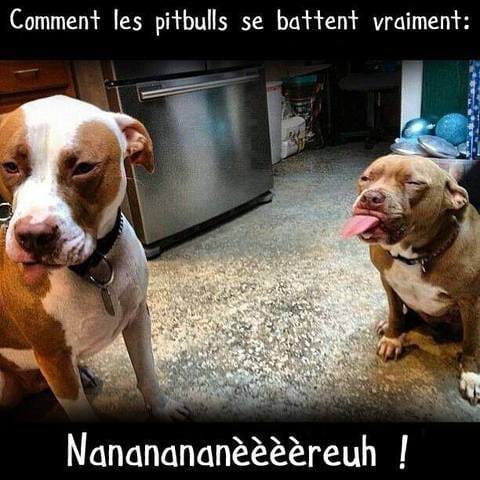 Concours d'un animal qui tire la langue le vôtre bien sûr !!