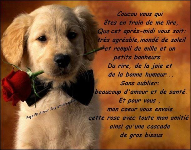 Parole où lettre de chien et chat .