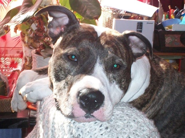 Les beaux regard de nos chiens ....