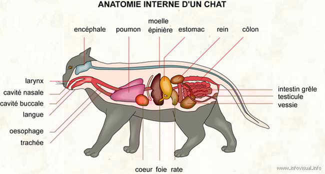 Anatomie d'un chat 