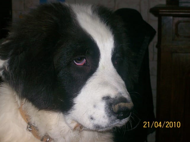 Mon chien a les yeux un peu rouges