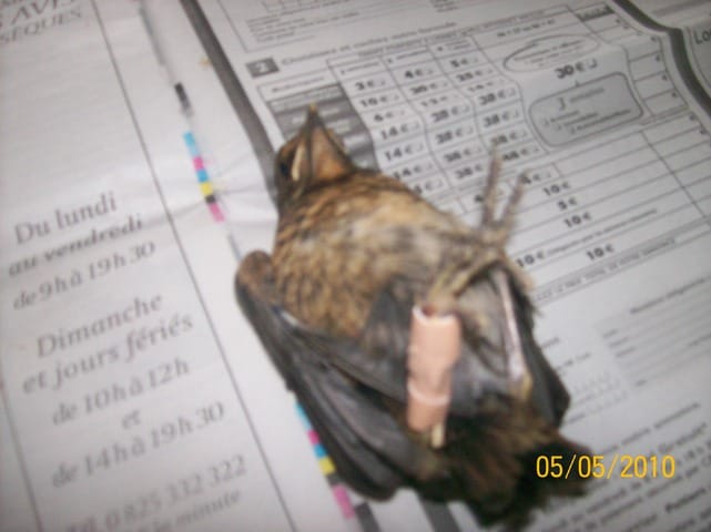 Oiseau trouvé : que faire ?