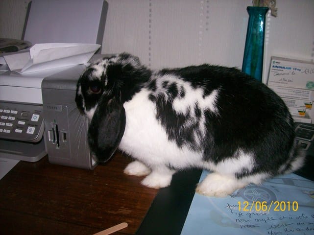 Photos de nos lapins chéris