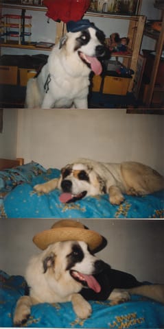 Photos sans montage amusantes de nos animaux 