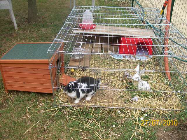 Lapin nain dehors l'hiver