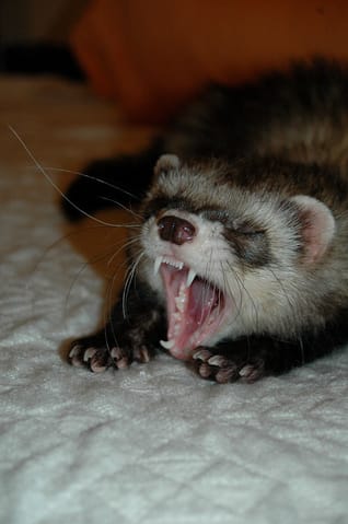 Furet moi j'ai peur
