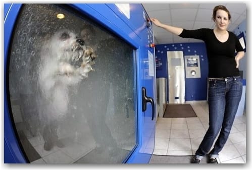 Laverie pour chiens et chats