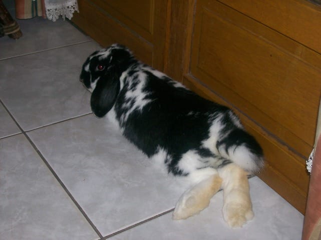 Hauteur pour un lapin 