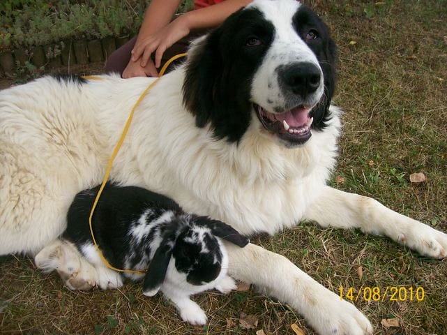 Complicité entre nos animaux
