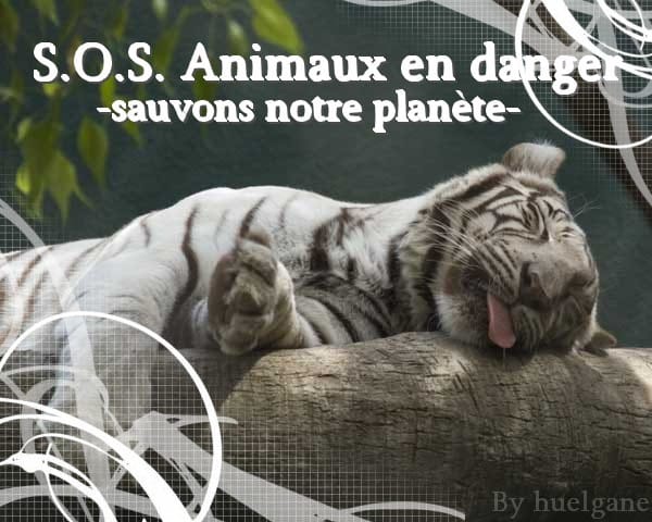 Quels sont les animaux en danger ?