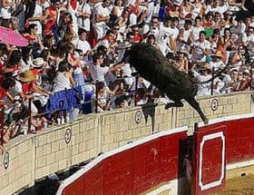 Le taureau essaie de sauver sa peau 