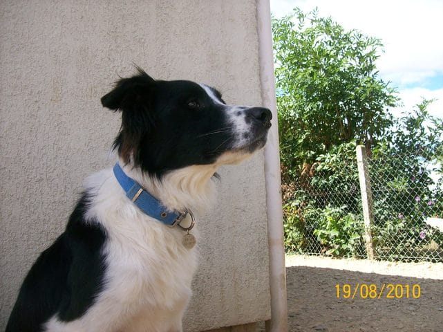 Infos sur les border collies