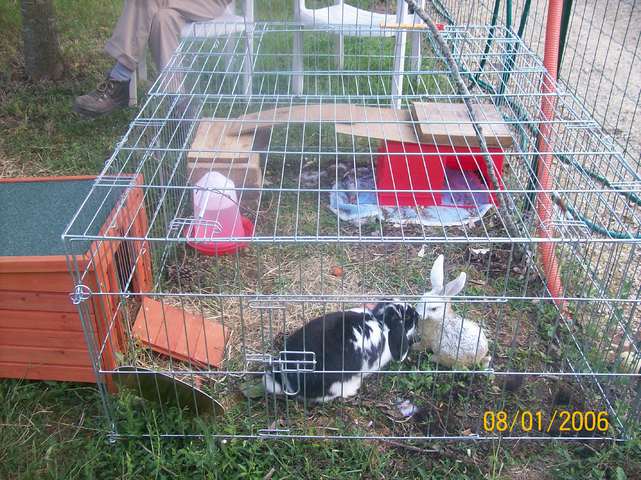 mon lapin se frotte ..