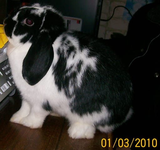 Lapine + lapin = bébés