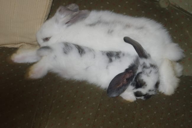 informations sexe lapins