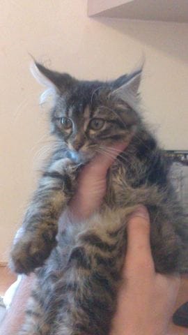 c'est un main coon ?