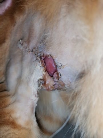 Comment refermer cette blessure ?