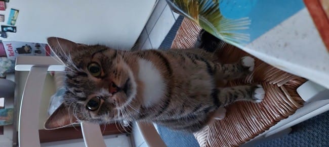 Mon chat vomit quand je m'absente
