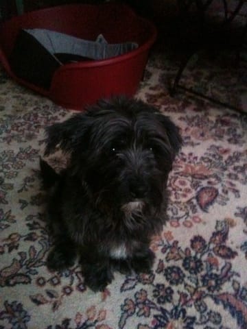 Connaître la race de ma chienne