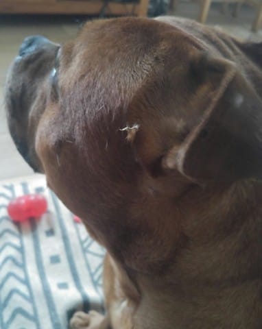 Plaie/bouton non identifié à côté de l'oreille