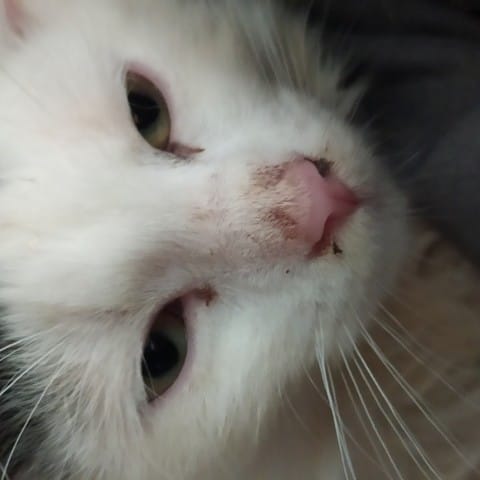 Croûtes chaton sur le nez